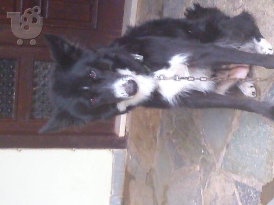 Χαρίζεται κουταβάκι